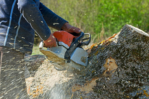 Reliable Romeo, MI  Tree Services Solutions